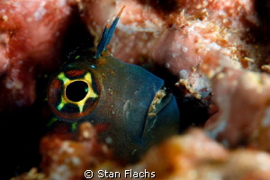 Blenny by Stan Flachs 